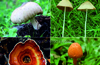Mushrooms of Yenepoya campus documented